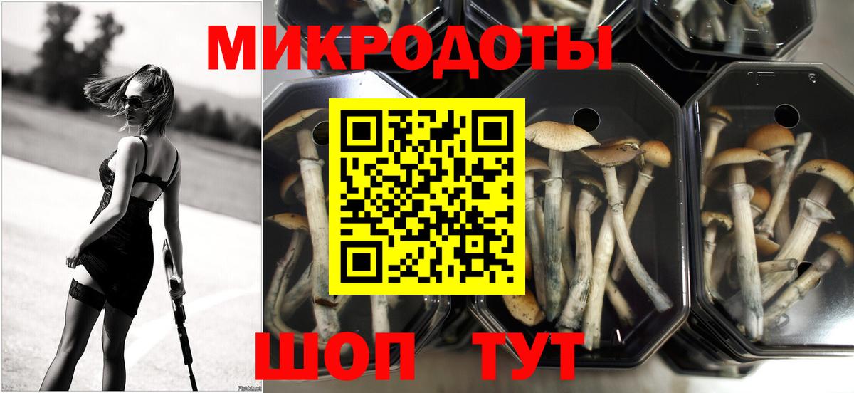 Псилоцибиновые грибы Psilocybe Трёхгорный